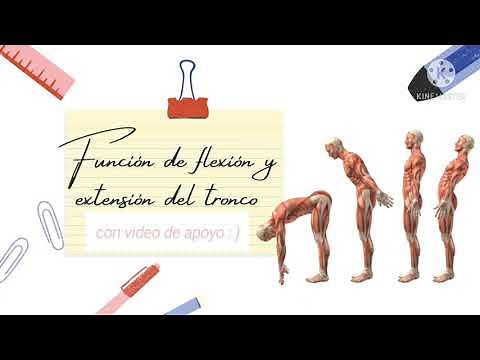 Función de flexión y extensión del tronco