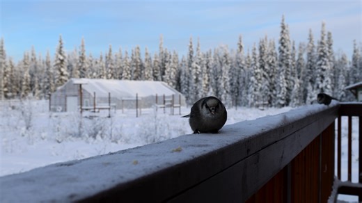 It's safe to say the little family of Gray Jays that we've befriended over the past year was well fed today. The distant cry of a snowmachine followed by 4 Gray Jays hopping down the railing one by one, taking their turn grabbing pieces of turkey. We chuckle at their greediness, leaving little behind for the next. Although they are tame with us, the camera is still a scary item. I placed the camera too close for this occasion and it struggled to focus. We had a relaxing Thanksgiving this year th