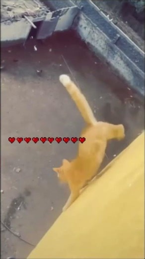 If Cats Had a Minecraft Health Bar🐱