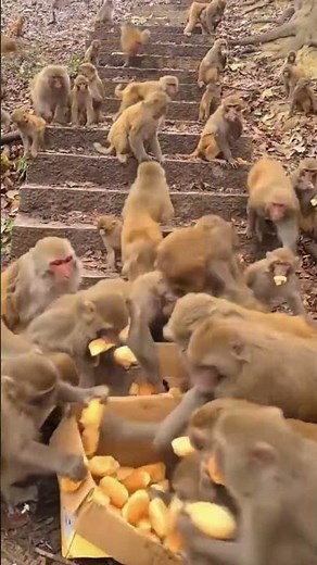 Monkey Feeding Frenzy: A Crowd of Primates Devouring Food#monkeys #wildlife