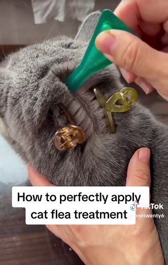 Ultimate Guide to Cat Flea Treatment: Application and Remedies