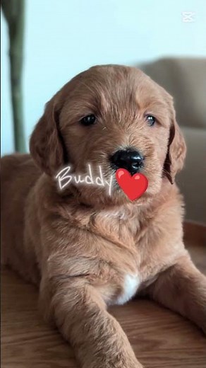 Our Labradoodle Puppies ❤️