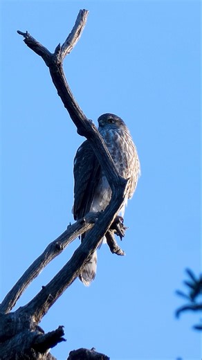 Cooper's Hawk🪶Bird Of Prey #coopershawk