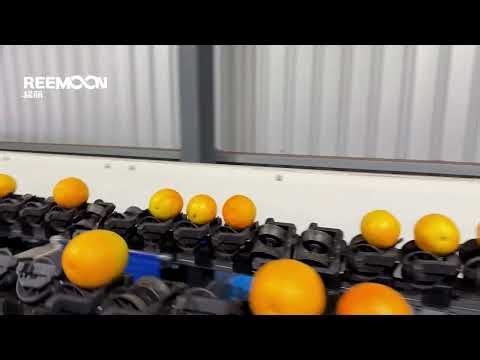 Reemoon citrus sorting line