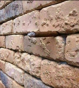 Can you solve this brick wall optical illusion that has baffled the internet?