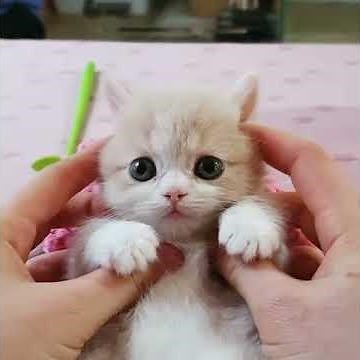 Baby cats cute and funny moment #42 | meow.YT
