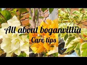 🌸 Bougainvillea Care Secrets — Full Guide for Heavy Flowering!