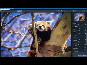 Topaz Adjust AI (Runthrough)