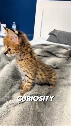 Why Are Servals So Stunning Majestic and Cute?😍 #shorts