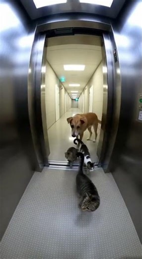 🐶🐱 Dog Chases Cats… Unbelievable Speed Showdown #pets #funny #animals