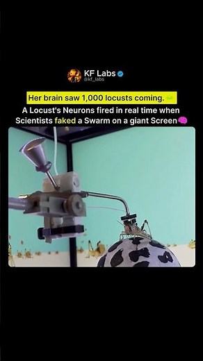 Her Brain Couldn't Tell the Swarm Was Fake🦗