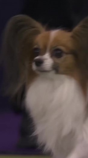 Masters Agility Champion Highlights at Westminster Dog Show