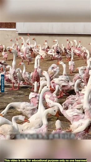 China earns millions of taka by selling duck feathers. duck farm