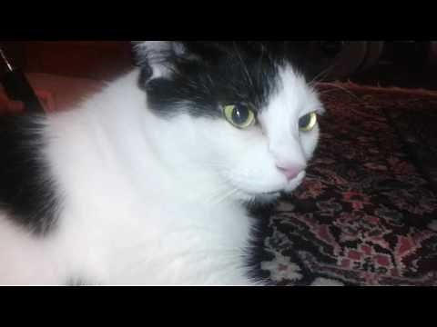 Not cat asthma attack, actually cardiomyopathy! Take your cat to the vet IMMEDIATELY!