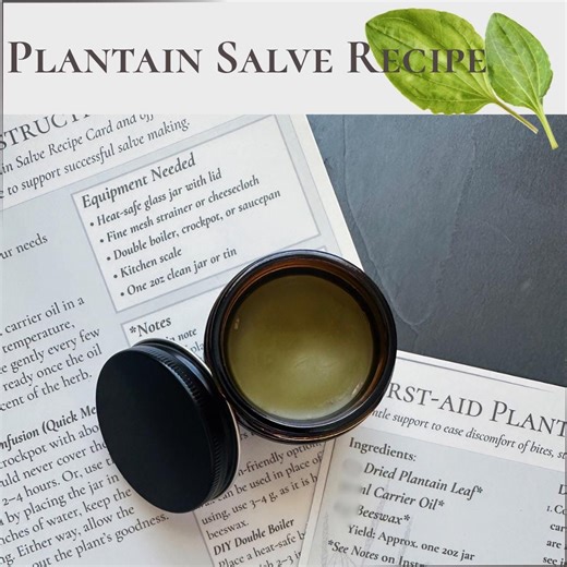 DIY Plantain Herbal Salve Recipe Card & Instructional Guide (digital Download) | Herbal Educational Resource | Herbal First Aid - Etsy