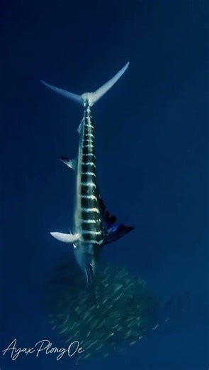 🦈🪵 Silent Motion of a Wooden Shark ✨#WoodenArt#HandcraftedArt#KineticWood