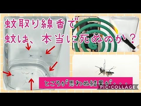 【虫の実験】#1 蚊に蚊取り線香は本当に効くのか？