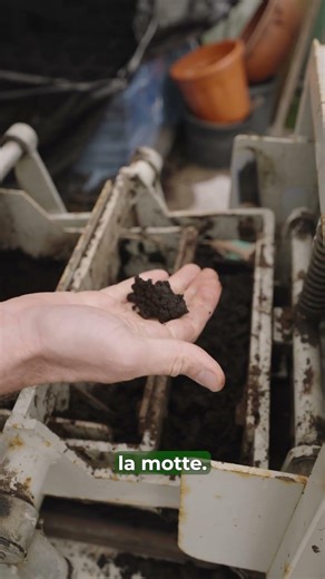 De la toute petite graine à votre assiette, découvrez la magie de la nature ! 🌱✨#jardin #grandiflora