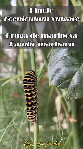 ¿Estas 3 ORUGAS de Mariposa Cometa llegaran a volar juntas? 🌿🦋 Tres increíbles orugas papilio 🐛