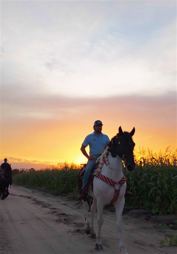 Exciting Horse Riding Experience in Tampa Florida