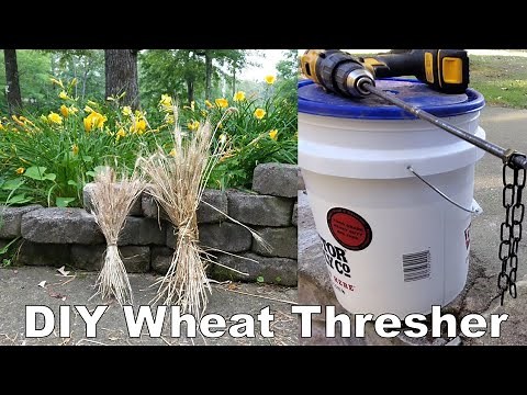 The Easiest Way to Thresh and Winnow Wheat by Hand