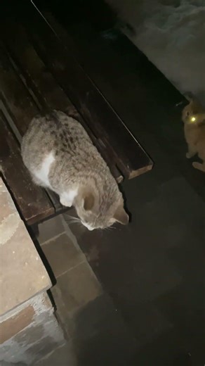 Basic Instinct⚡️ #cat #live #comedy #humor #love