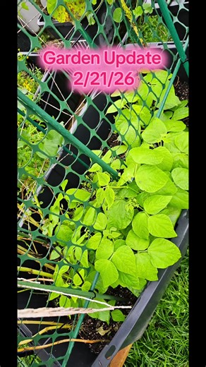 Garden Update 2/21/26... we're under a flash flood warning. We've had so much rain. We did a little walk thru this morning. Enjoy!!!#gardening #garden #gardentok #containergarden