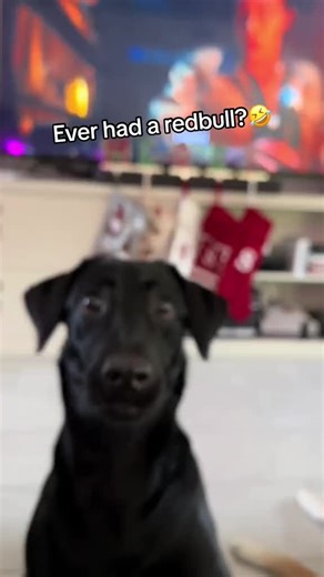 Adorable Black Lab Enjoys Playtime on TikTok