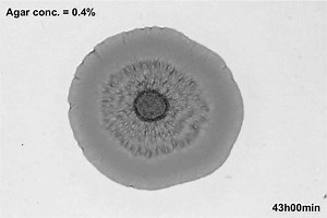Biofilm growth of Vibrio cholerae bacteria on a soft substrate