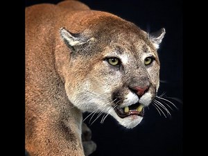 Arcadia Outfitting Record Book Cougar Hunt 2019