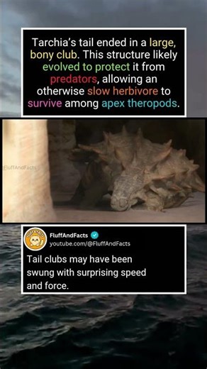 Why Tarchia Had a Tail Club