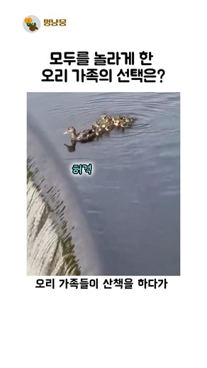 오리 가족 앞에 놓인 위기의 순간#쇼츠#오리#엄마#가족