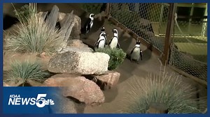 Cheyenne Mountain Zoo in the running for best zoo in the US
