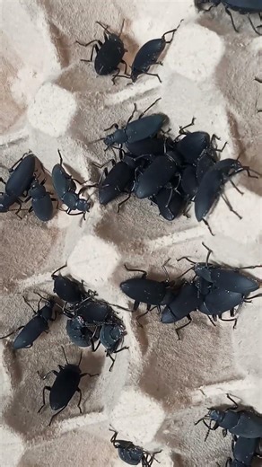 Darkling beetles