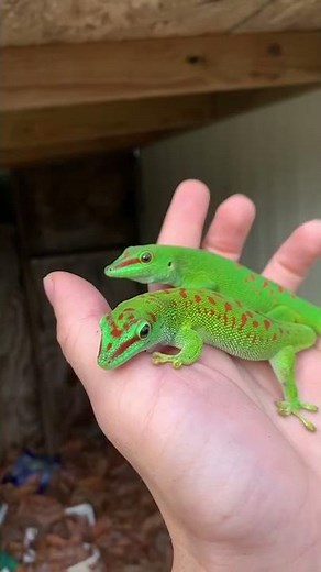Handling Giant Day Geckos 🦎 #reptiles #shorts