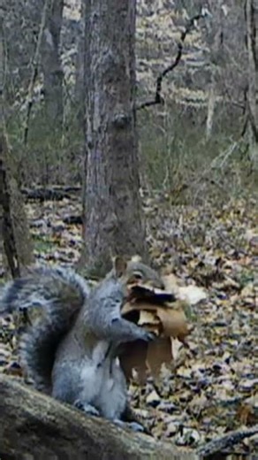 Building the net #wildlife #nature #outdoors