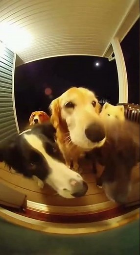 Dogs singing songs