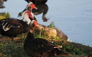 Muscovy Ducks Are Protected in Parts of Texas. A Houston Subdivision Is Debating Their Slaughter.