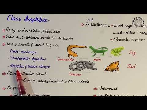 class amphibia