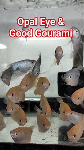 Beautiful Opal Eye, Banded & 3-Spot Gourami #gouramifish #gurami #gurame #freshwaterfish #shorts