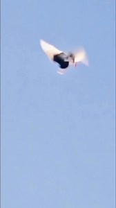 Rolling pigeons #reelsfypシ #RacingPigeons #reelsvideoシ | Ashikur Rahmans pigeons collection