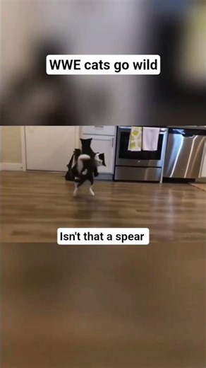 WWE cats go wild