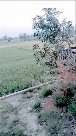 kaka shape (full music video ) kaka new song kaka all song