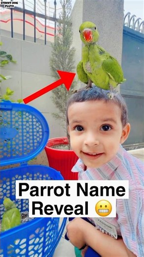 Parrot Baby Name Reveal 😦