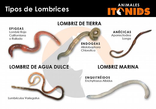 ⇒ Características de las lombrices y tipos (tierra, agua dulce, marina)