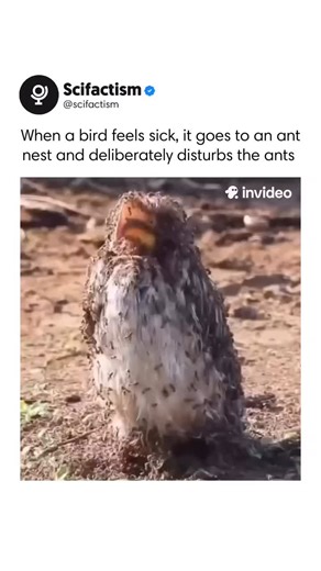 Some birds disturb ants when they’re sick. This behavior is known as “anting” and involves rubbing ants through their feathers or even lying on any hills to receive the formic acid that ants release. It’s a natural substance that helps kill parasites & soothes irritated skin, giving the bird an immediate dose of relief. This instinctive treatment keeps their feathers healthy, reduces itching and protects them from pests. What looks obviously strange to us is simply a genius way to survive in the
