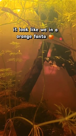 I guess face reveal? (for those who haven't seen my non-shorts) #fishtank #funny