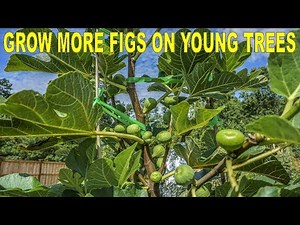 How I Grow So Many Figs On My Young Fig Trees In 5 Steps