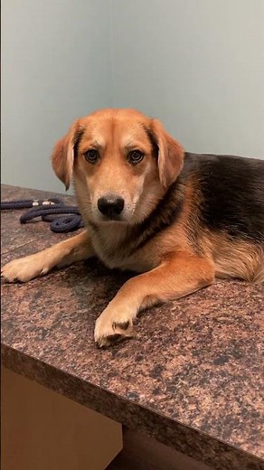 The rescued beagle/shepherd mix dog is not too impressed at being at the veterinarian‘s office (MAF)