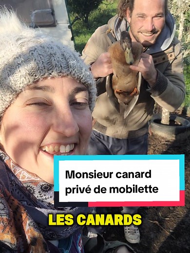 Avoir des canards : conseils et expériences pratiques